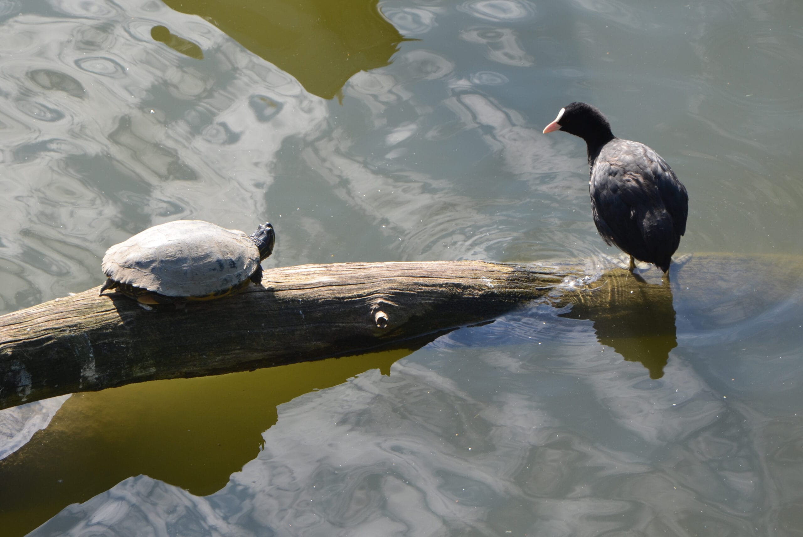 Aversion Therapy in Hypnotherapy: Principles, Techniques, and Ethical Considerations 9 Turtle and coot on a sunlit log over water, calm nature scene for therapy training and professional development, Liverpool